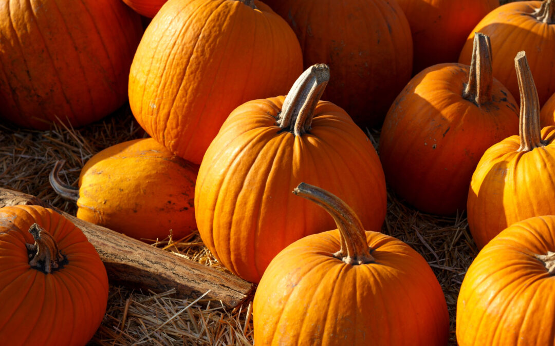 A Festive Fall in Chicagoland