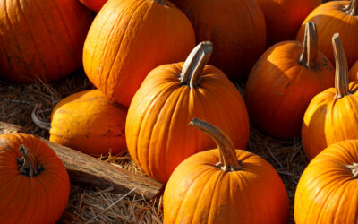A Festive Fall in Chicagoland