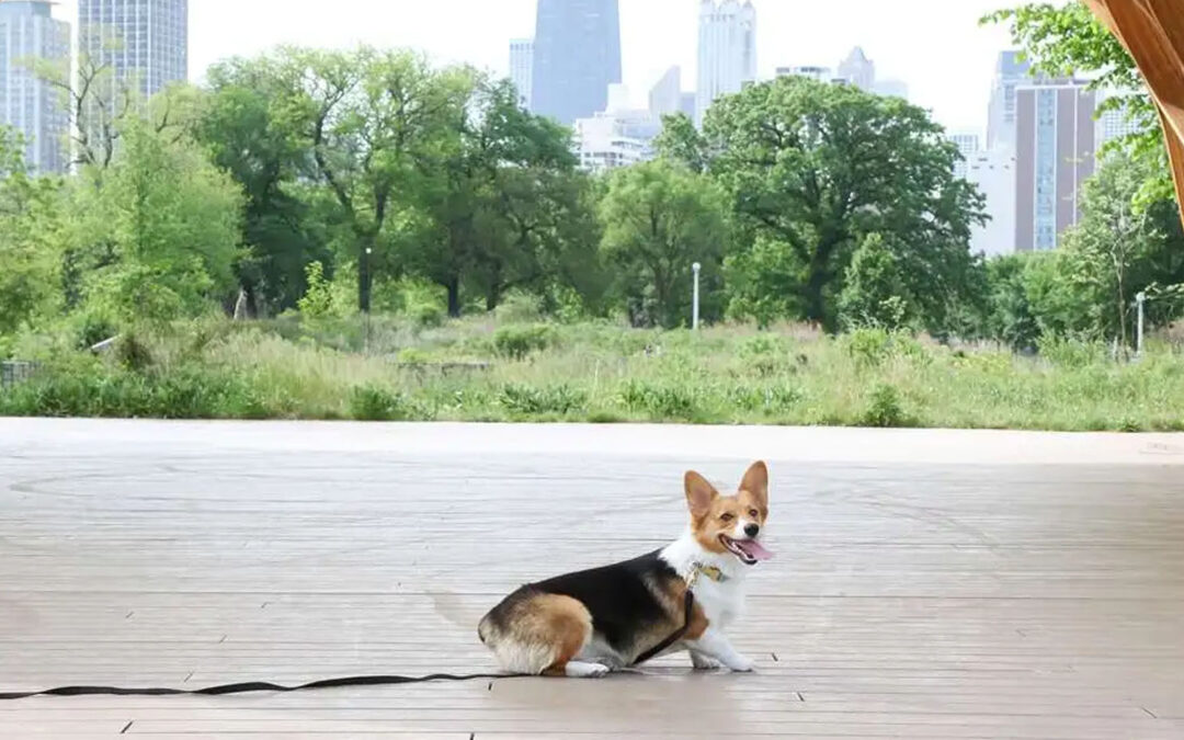 6 Chicagoland Communities for Dog Lovers to Call Home