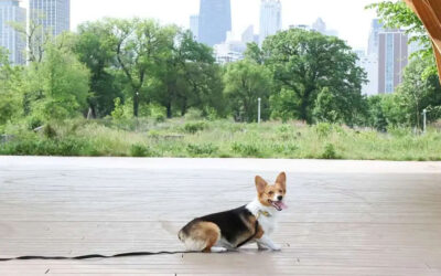 6 Chicagoland Communities for Dog Lovers to Call Home